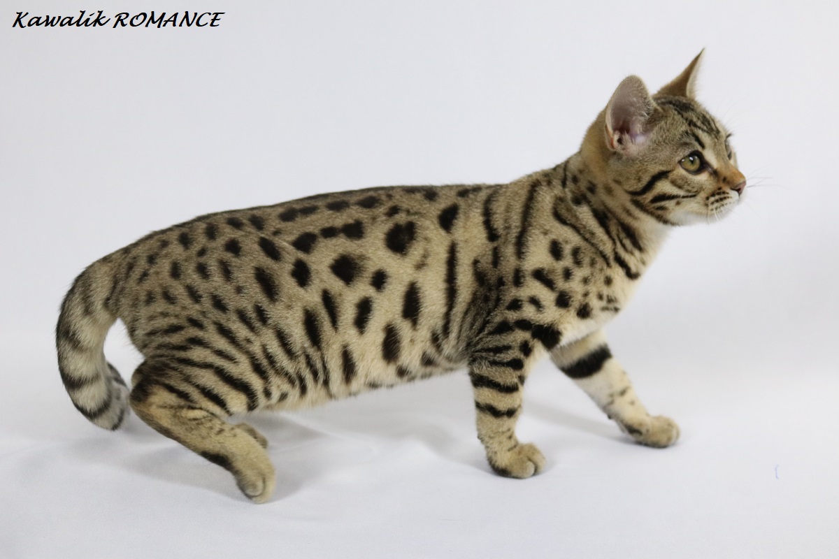 chaton bengal